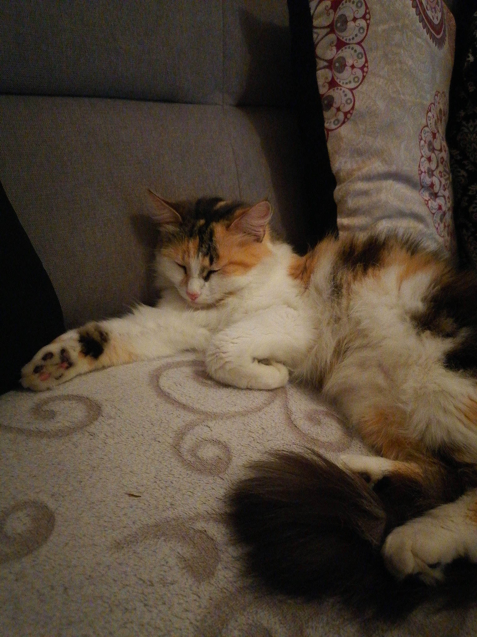 Havana participe au concours pour gagner de l'argent avec cette photo : aegean_cat, asian, carnivore, cat, claw, domestic_long_haired_cat, european_shorthair, fawn, felidae, fur, kitten, mammal, norwegian_forest_cat, paw, polydactyl_cat, ragamuffin, small_to_medium_sized_cats, tail, whiskers