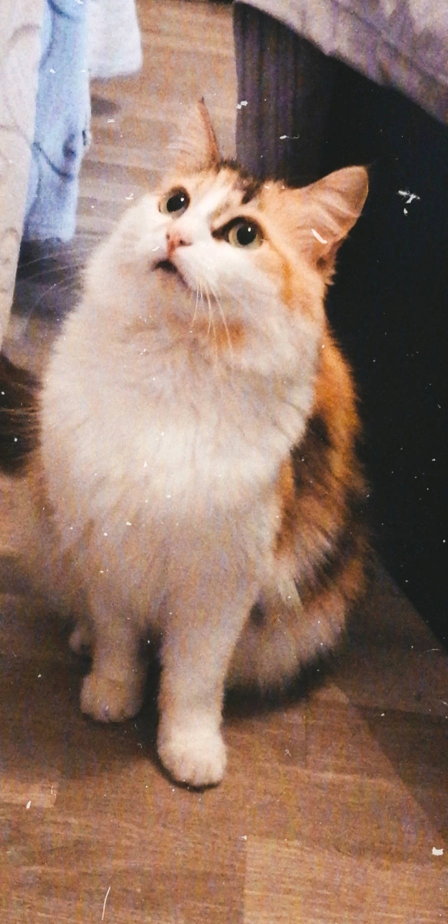 Havana participe au concours pour gagner de l'argent avec cette photo : aegean_cat, american_curl, asian_semi_longhair, british_semi_longhair, carnivore, cat, cymric, domestic_long_haired_cat, felidae, kitten, mammal, norwegian_forest_cat, ragamuffin, ragdoll, small_to_medium_sized_cats, tail, turkish_angora, turkish_van, vertebrate, whiskers