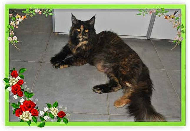 Mood participe au concours pour gagner de l'argent avec cette photo : carnivore, cat, felidae, kitten, maine_coon, norwegian_forest_cat, plant, small_to_medium_sized_cats, tabby_cat, tail, whiskers