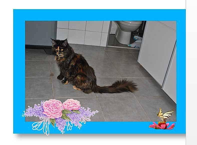 Mood participe au concours pour gagner de l'argent avec cette photo : american_bobtail, asian, carnivore, cat, domestic_short_haired_cat, european_shorthair, felidae, kitten, maine_coon, norwegian_forest_cat, paw, small_to_medium_sized_cats, tabby_cat, tail, whiskers