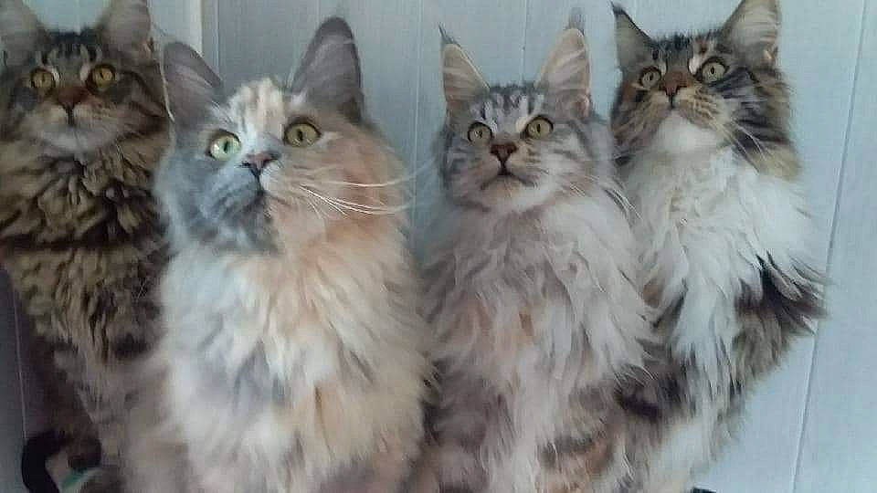 Princesse a rejoint le concours — aidez-le/la à gagner de superbes lots ! asian, asian_semi_longhair, british_longhair, british_semi_longhair, carnivore, cat, cymric, domestic_long_haired_cat, felidae, kitten, maine_coon, mammal, napoleon_cat, norwegian_forest_cat, ragamuffin, siberian, small_to_medium_sized_cats, tabby_cat, vertebrate, whiskers