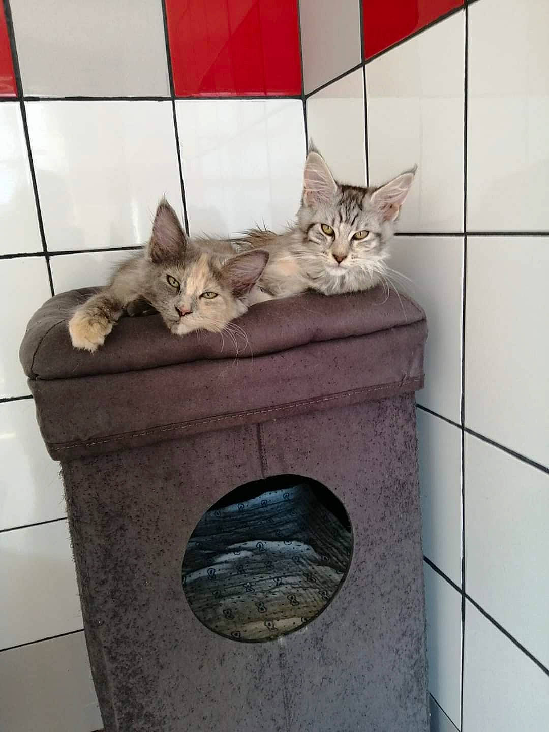 Princesse participe au concours pour gagner de l'argent avec cette photo : asian, carnivore, cat, cat_furniture, domestic_short_haired_cat, dragon_li, egyptian_mau, european_shorthair, felidae, kitten, mammal, ocicat, small_to_medium_sized_cats, tabby_cat, whiskers