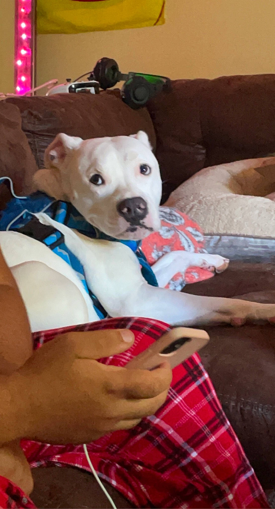 Jezzy joined the competition — help win amazing prizes! carnivore, comfort, companion_dog, couch, dog, dog_breed, dog_supply, fawn, human_leg, linens, pattern, pillow, pink, plaid, red, room, tartan, textile, trunk, working_animal