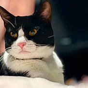 Kodah is registered to the contest to win money with this photo: cat, black_and_white_cat, close_up, pet, animal, whiskers, yellow_eyes, pink_nose, fur, portrait, domestic_cat, indoor, relaxed, feline, cute, mammal, focus, soft_light, background_blur, resting