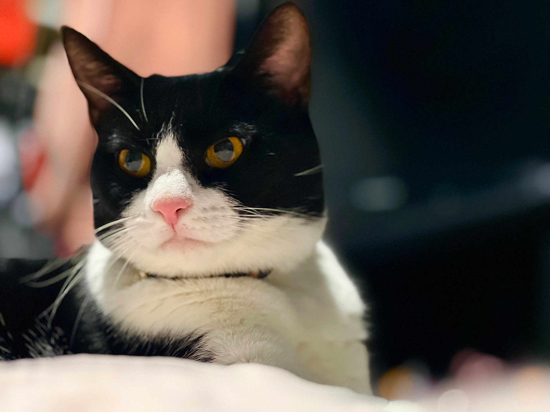 Kodah is registered to the contest to win money with this photo: cat, black_and_white_cat, close_up, pet, animal, whiskers, yellow_eyes, pink_nose, fur, portrait, domestic_cat, indoor, relaxed, feline, cute, mammal, focus, soft_light, background_blur, resting