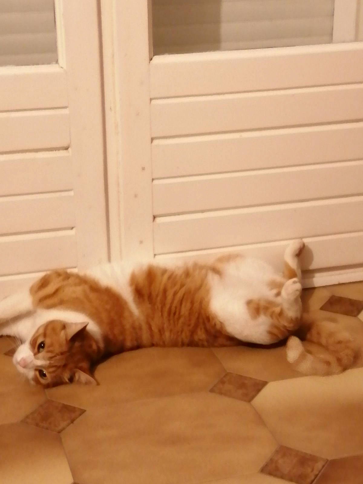 Chippy participe au concours pour gagner de l'argent avec cette photo : carnivore, cat, comfort, domestic_short_haired_cat, door, fawn, felidae, flooring, foot, fur, hardwood, human_leg, linens, mammal, room, small_to_medium_sized_cats, tail, whiskers, window, wood