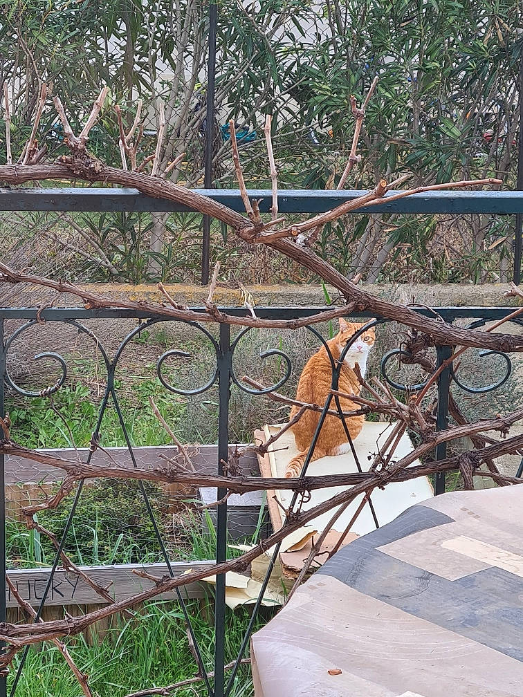 Chippy participe au concours pour gagner de l'argent avec cette photo : automotive_wheel_system, chair, fawn, fence, garden, grass, handrail, house, landscape, leisure, metal, net, plant, recreation, soil, tree, twig, wildlife, wood, yard