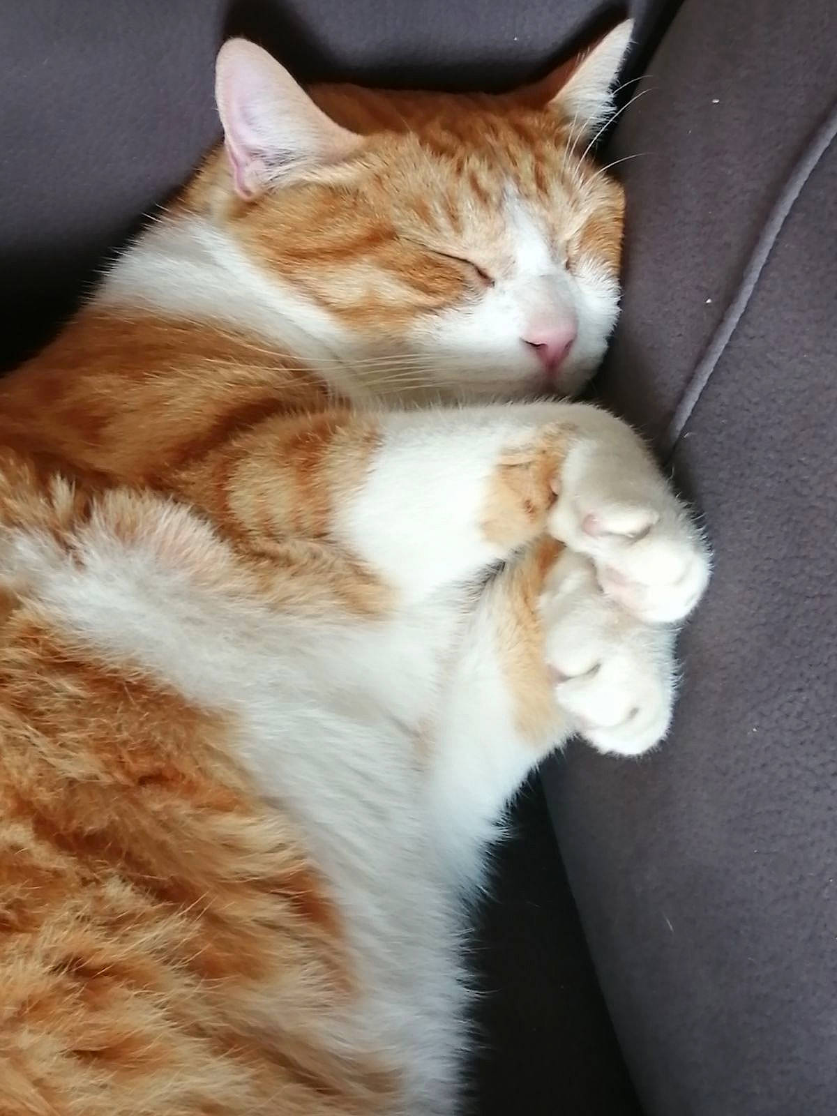 Chippy participe au concours pour gagner de l'argent avec cette photo : carnivore, cat, claw, domestic_short_haired_cat, fawn, felidae, foot, fur, paw, sitting, small_to_medium_sized_cats, snout, tail, whiskers, wood