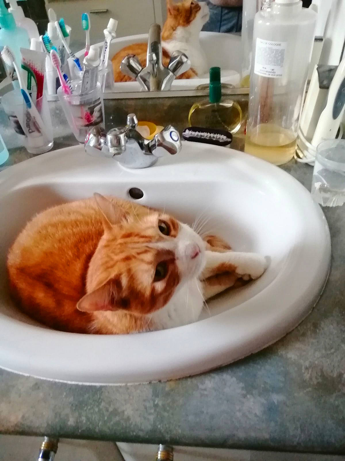 Chippy a rejoint le concours — aidez-le/la à gagner de superbes lots ! bathroom, bathroom_sink, carnivore, cat, comfort, companion_dog, dish, dishware, felidae, ingredient, personal_care, plate, plumbing, plumbing_fixture, serveware, sink, tableware, tail, tap, whiskers