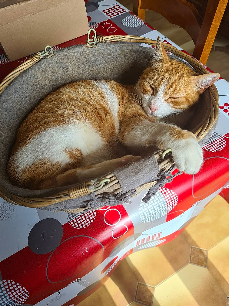 Chippy a rejoint le concours — aidez-le/la à gagner de superbes lots ! box, carnivore, cat, cat_supply, claw, comfort, domestic_short_haired_cat, felidae, fur, lap, nap, paw, pet_supply, small_to_medium_sized_cats, tail, whiskers