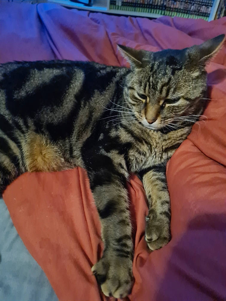 Picka a rejoint le concours — aidez-le/la à gagner de superbes lots ! carnivore, cat, claw, comfort, domestic_short_haired_cat, felidae, fur, nap, paw, small_to_medium_sized_cats, snout, tail, terrestrial_animal, whiskers