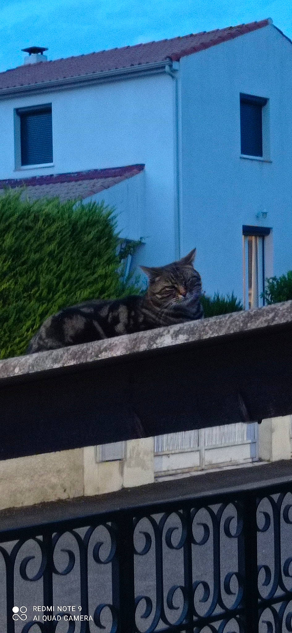 Picka participe au concours pour gagner de l'argent avec cette photo : building, carnivore, cat, domestic_short_haired_cat, door, felidae, fixture, fur, grass, grey, home, house, plant, roof, small_to_medium_sized_cats, tail, tree, whiskers, window, wood