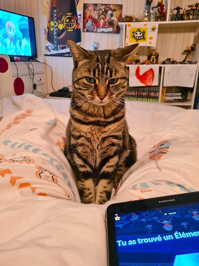 Picka a rejoint le concours — aidez-le/la à gagner de superbes lots ! carnivore, cat, comfort, communication_device, computer, display_device, domestic_short_haired_cat, electric_blue, felidae, fur, gadget, laptop, netbook, output_device, personal_computer, portable_communications_device, small_to_medium_sized_cats, television, textile, whiskers