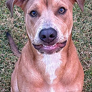 Ruby is registered to the contest to win money with this photo: animal, brown_fur, canine, cute, dog, ears, expression, face, friendly, funny_face, grass, looking, muzzle, nature, outdoor, pet, portrait, sitting, tail, white_chest