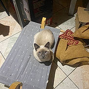 Olaf participe au concours pour gagner de l'argent avec cette photo : cat, siamese_cat, pet, animal, indoor, floor, tile_floor, bed, small_bed, fabric, wood, bag, box, looking_up, blue_eyes, fur, curious, resting, clutter, home