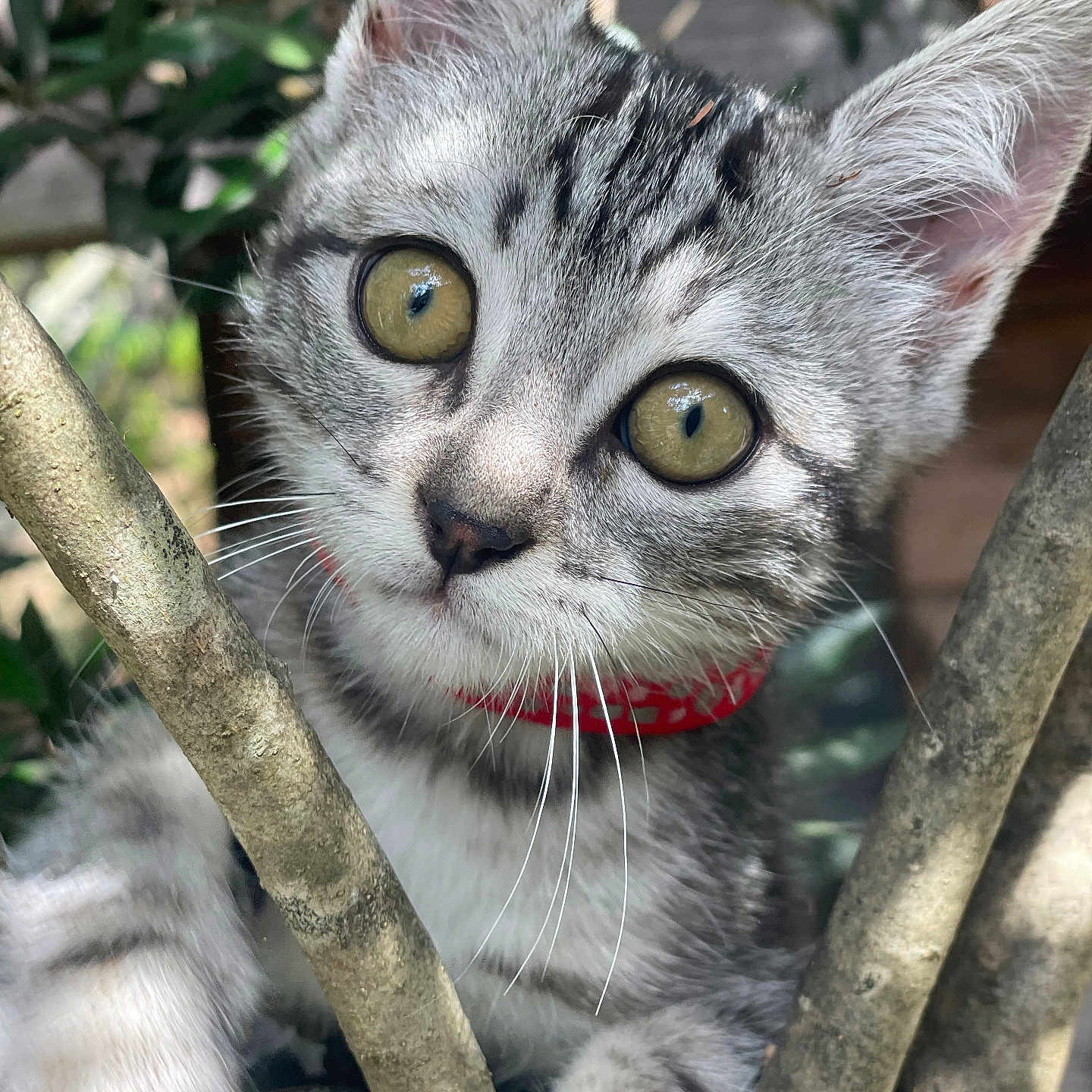 Doumé participe au concours pour gagner de l'argent avec cette photo : animal, branch, cat, close_up, collar, curious, cute, feline, fur, kitten, nature, outdoor, pet, playful, portrait, tree, whiskers, wildlife, yellow_eyes, young