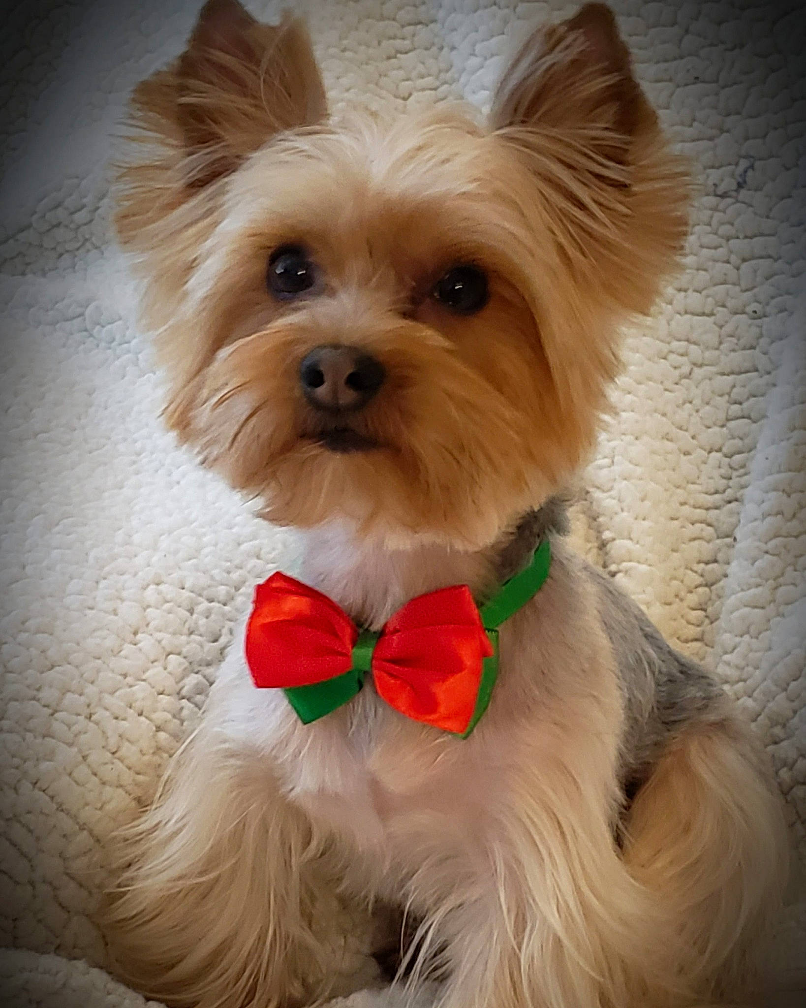 Loki joined the competition — help win amazing prizes! blond, canidae, carnivore, collar, companion_dog, dog, dog_breed, dog_clothes, dog_collar, dog_supply, fawn, fur, mammal, pet_supply, small_terrier, snout, terrier, toy_dog, vertebrate, working_animal