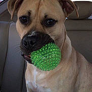 Tyson joined the competition — help win amazing prizes! dog, tan_dog, green_ball, toy, car_interior, backseat, pet, animal, canine, playful, sitting, mouth_holding, ears, fur, whiskers, nose, eyes, seat, window, daylight