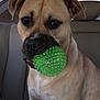 dog, tan_dog, green_ball, toy, car_interior, backseat, pet, animal, canine, playful, sitting, mouth_holding, ears, fur, whiskers, nose, eyes, seat, window, daylight