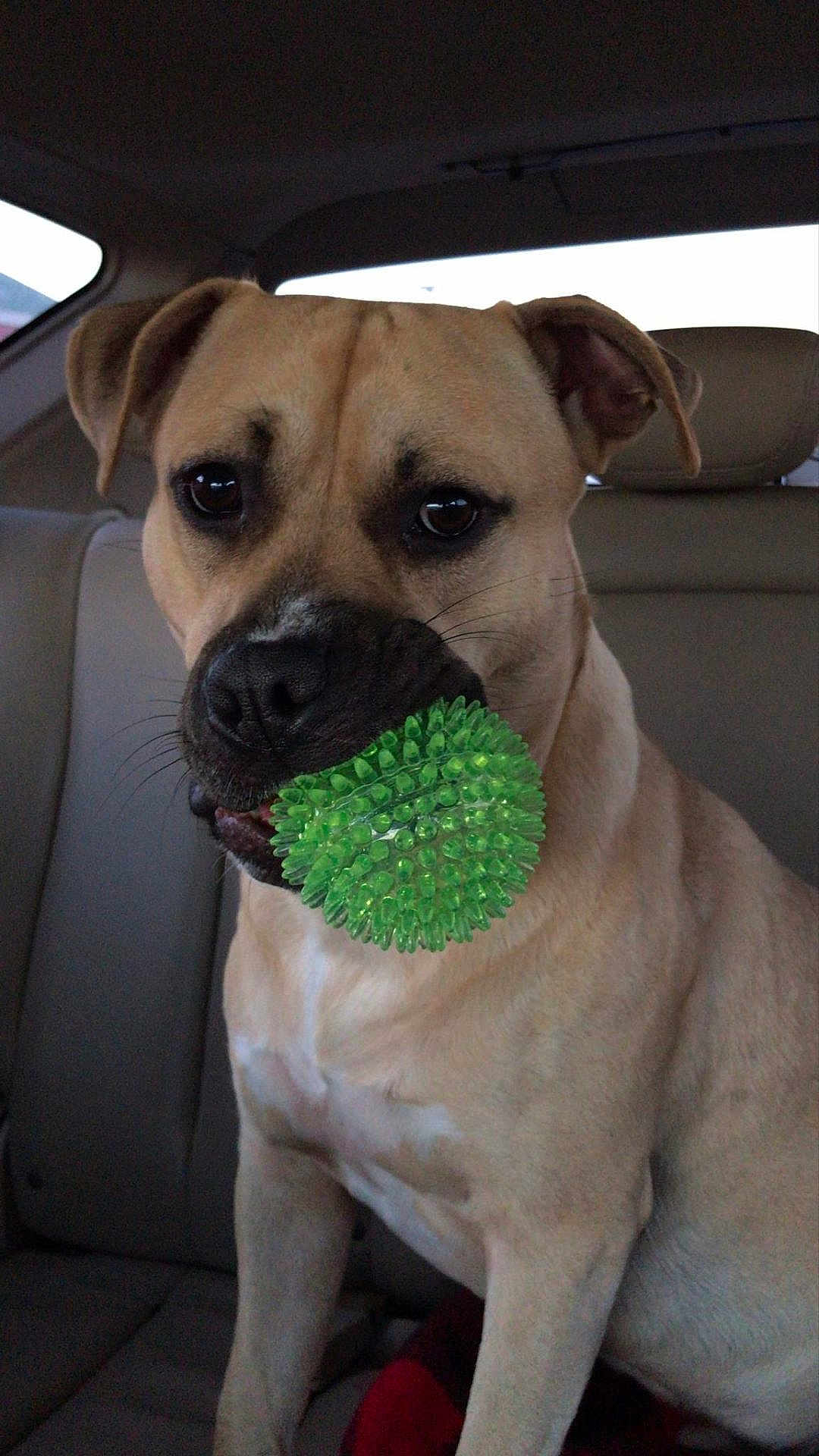 Tyson joined the competition — help win amazing prizes! dog, tan_dog, green_ball, toy, car_interior, backseat, pet, animal, canine, playful, sitting, mouth_holding, ears, fur, whiskers, nose, eyes, seat, window, daylight