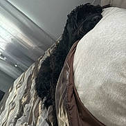 Remi is registered to the contest to win money with this photo: dog, black_fur, bed, pillow, blanket, sleeping, resting, nose, head, indoor, bedroom, curtain, cozy, pet, fur, close_up, domestic_animal, furniture, lazy, comfort