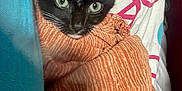 Biscuit joined the competition — help win amazing prizes! animal, black_and_white, blanket, cat, close_up, comfort, cozy, cute, domestic, fabric, fur, green_eyes, indoor, kitten, pattern, pet, resting, soft, whiskers, wrapped