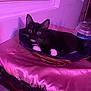 animal, basket, blanket, cat, cozy, curious, cute, domestic, feline, indoor, kitten, pet, pink_light, purple_light, relaxing, resting, soft_fabric, tuxedo_cat, whiskers, window