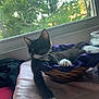 Biscuit joined the competition — help win amazing prizes! animal, basket, black_and_white, cat, curled, feline, fur, glass_jar, greenery, indoor, kitten, paw, pet, purple_fabric, relaxed, resting, soft_light, table, whiskers, window