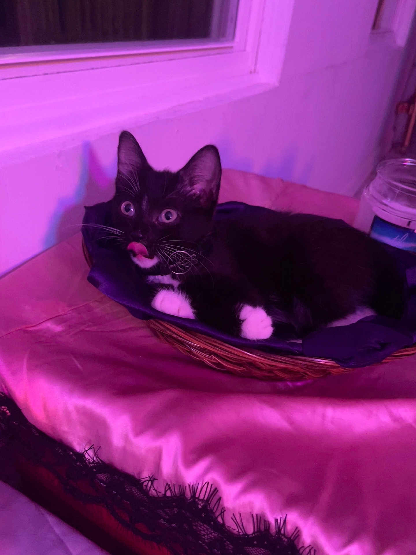Biscuit