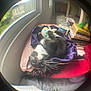 Biscuit joined the competition — help win amazing prizes! black_and_white_cat, blankets, books, candle, cat, colorful, cozy, feline, fisheye_lens, furniture, home, indoor, pet, purple_fabric, relaxed, soft_lighting, toy, upside_down, whiskers, window