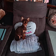 Athéna a rejoint le concours — aidez-le/la à gagner de superbes lots ! dog, small_dog, chihuahua, chair, blanket, heart_pillow, pillow, living_room, bookshelf, books, decor, photograph_print, children_photo, clock, tiled_floor, pet, sitting, brown_fur, cozy, home