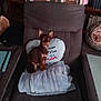 dog, small_dog, chihuahua, chair, blanket, heart_pillow, pillow, living_room, bookshelf, books, decor, photograph_print, children_photo, clock, tiled_floor, pet, sitting, brown_fur, cozy, home