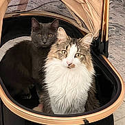 Baby Binx is registered to the contest to win money with this photo: cat, pets, pet_stroller, furry, gray_cat, tabby_cat, indoor, close_up, cute, animal, companion, curious, cozy, sitting, looking, domestic_animal, fur, whiskers, eyes, face