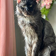 Kratos joined the competition — help win amazing prizes! cat, fluffy, feline, portrait, indoor, window_light, pink_curtain, flowers, wooden_surface, sitting, long_hair, whiskers, ears, furry, animal, pet, domestic_cat, relaxed, close_up, natural_light