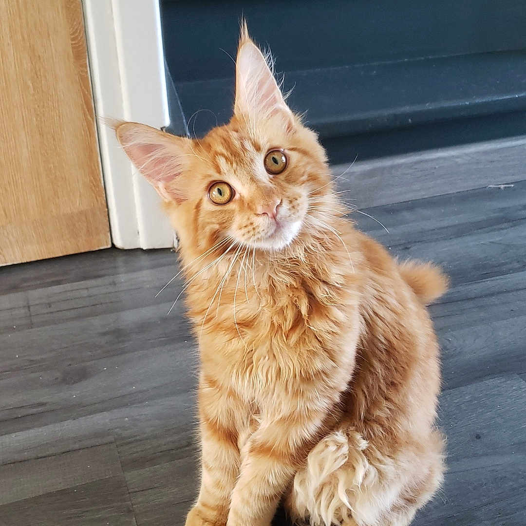 Valko