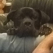 Arès participe au concours pour gagner de l'argent avec cette photo : dog, black_dog, couch, furniture, armrest, paws, resting, indoor, blurred, grainy, person_arm, living_room, table, chair, home, relaxing, animal, pet, domestic, closeup