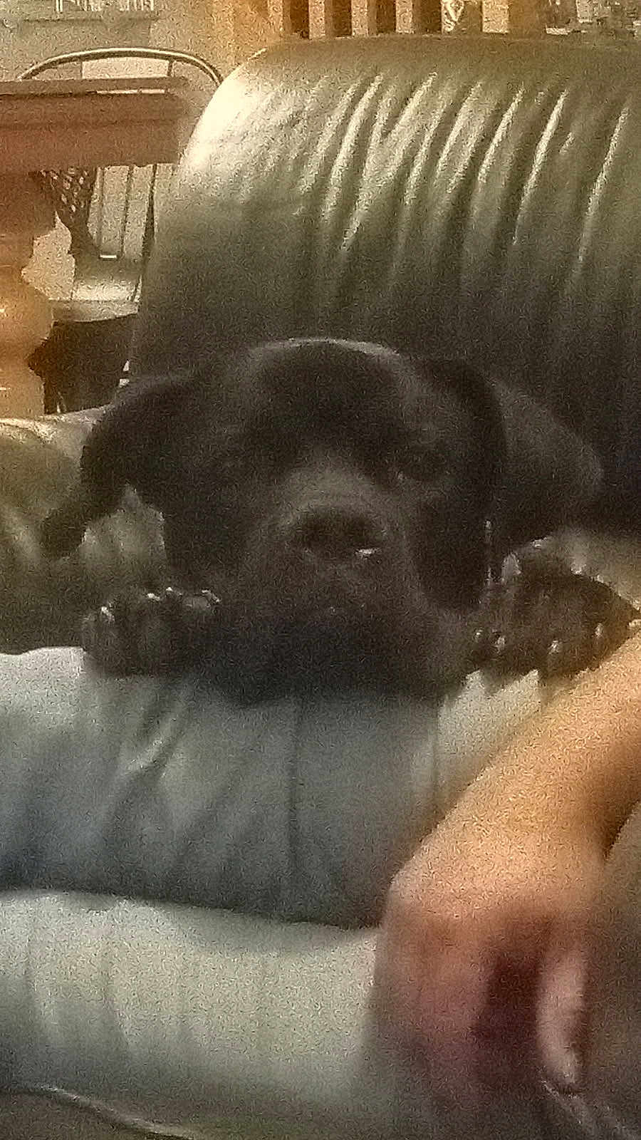 Arès participe au concours pour gagner de l'argent avec cette photo : dog, black_dog, couch, furniture, armrest, paws, resting, indoor, blurred, grainy, person_arm, living_room, table, chair, home, relaxing, animal, pet, domestic, closeup
