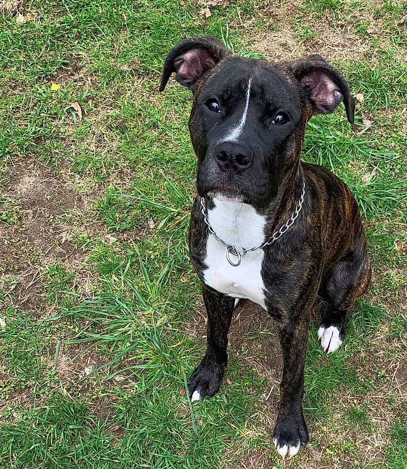 Lyla Mae is registered to the contest to win money with this photo: alaunt, american_pit_bull_terrier, american_staffordshire_terrier, canidae, carnivore, dog, dog_breed, fawn, grass, mammal, non_sporting_group, pit_bull, plant, rare_breed_dog, snout, sporting_group, staffordshire_bull_terrier, tail, terrier, vertebrate