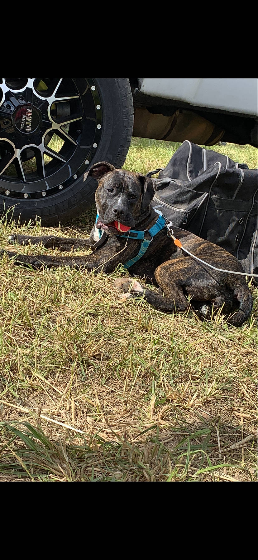 Lyla Mae joined the competition — help win amazing prizes! american_pit_bull_terrier, canidae, carnivore, dog, dog_breed, grass, guard_dog, patterdale_terrier, sporting_group, staffordshire_bull_terrier