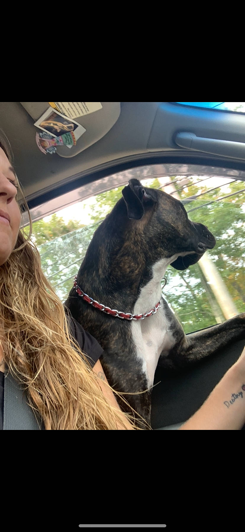 Lyla Mae joined the competition — help win amazing prizes! canidae, carnivore, collar, companion_dog, dog, dog_breed, dog_collar, ear, guard_dog, photography, snout, sporting_group