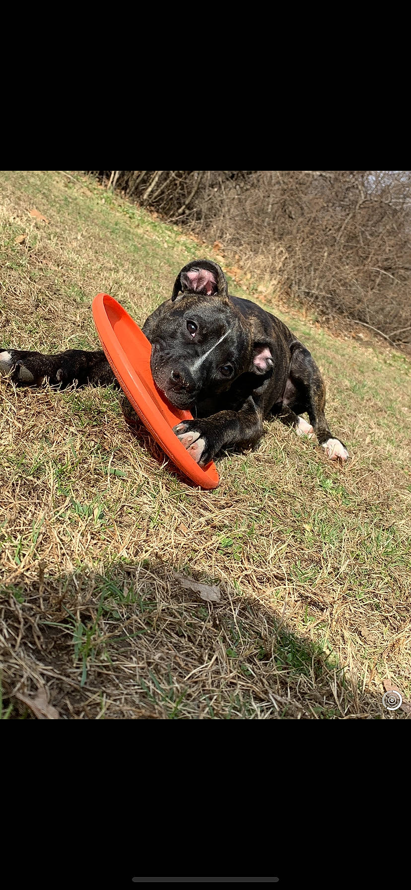 Lyla Mae joined the competition — help win amazing prizes! american_staffordshire_terrier, cane_corso, canidae, carnivore, dog, dog_breed, french_bulldog, guard_dog, hunting_dog, mammal, non_sporting_group, sporting_group, staffordshire_bull_terrier, vertebrate