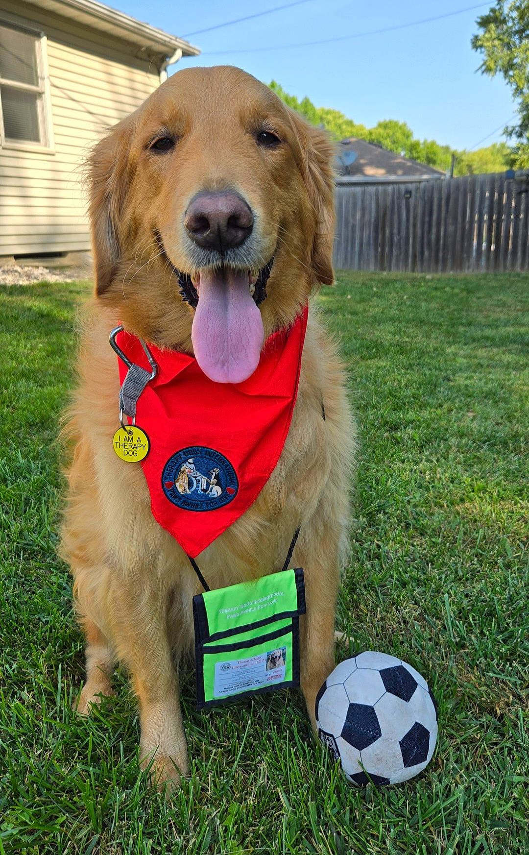 Max joined the competition — help win amazing prizes! animal, architecture, backyard, ball, building, canine, dog, football, goldenretriever, grass, nature, outdoors, pet, plant, puppy, soccer, soccerball, sphere, sport, yard