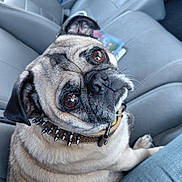 Patrick joined the competition — help win amazing prizes! dog, pug, pet, animal, car_interior, leather_seat, collar, spiked_collar, brown_eyes, close_up, cute, looking_up, furry, companion, domestic_animal, sitting, seat, canine, portrait, curious