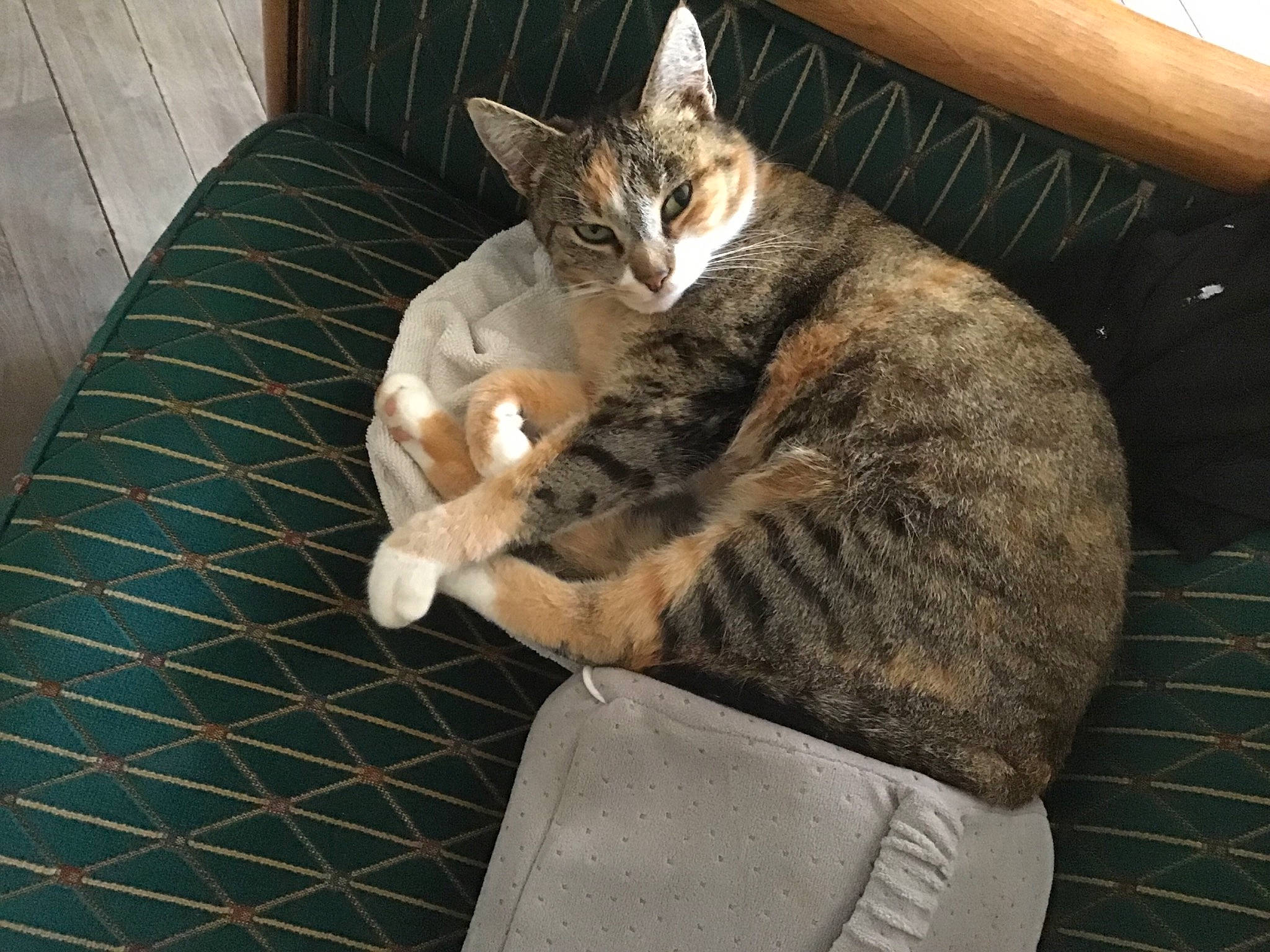 Mimine participe au concours pour gagner de l'argent avec cette photo : carnivore, cat, claw, comfort, couch, domestic_short_haired_cat, felidae, fur, lap, nap, pattern, paw, sitting, small_to_medium_sized_cats, snout, tail, terrestrial_animal, tree, whiskers, wood