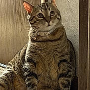 Moxie joined the competition — help win amazing prizes! cat, tabby_cat, pet, collar, indoors, doorway, carpet, flip_flops, sitting, upright, looking_at_camera, striped_fur, whiskers, ears, eyes, feline, home, portrait, warm_lighting, humorous