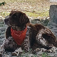 Chips participe au concours pour gagner de l'argent avec cette photo : animal, bandana, brown_dog, calm, canine, daylight, dog, grass, landscape, lying_down, nature, outdoor, pet, relaxed, resting, rocky_ground, scenic, spotted_fur, trees, water