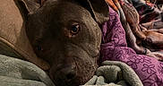 Kuda joined the competition — help win amazing prizes! animal, blanket, books, brown, closeup, comfort, couch, cozy, dog, furniture, house, indoor, pet, portrait, relaxed, resting, shelving, sleepy, soft, warm