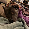 animal, blanket, books, brown, closeup, comfort, couch, cozy, dog, furniture, house, indoor, pet, portrait, relaxed, resting, shelving, sleepy, soft, warm