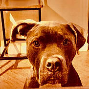 Kuda is registered to the contest to win money with this photo: dog, canine, pet, face, close_up, indoor, table, chair, floor, sepia, nostalgic, curious, animal, portrait, brown, ears, eyes, snout, furniture, looking