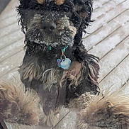 Tiana is registered to the contest to win money with this photo: dog, pet, snow, window, glass, paws, muzzle, collar, dog_tag, deck, outdoor, wet_fur, close_up, begging, reflection, fur, nose, winter, snowflakes, porch
